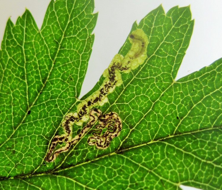 black headed larva
