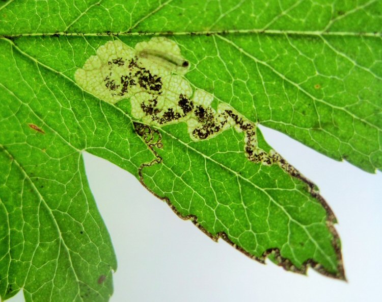 black headed larva