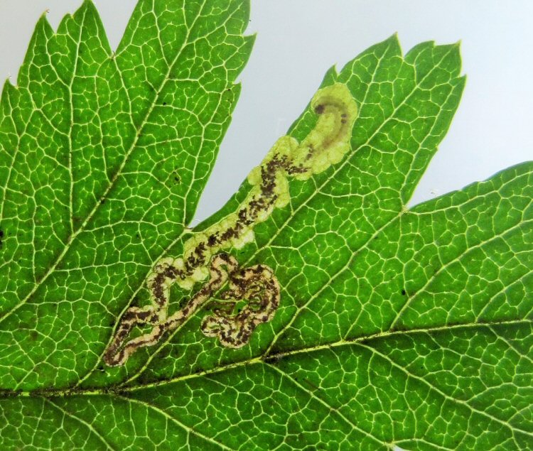 black headed larva