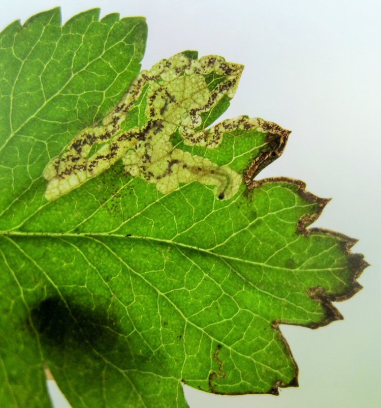 black headed larva