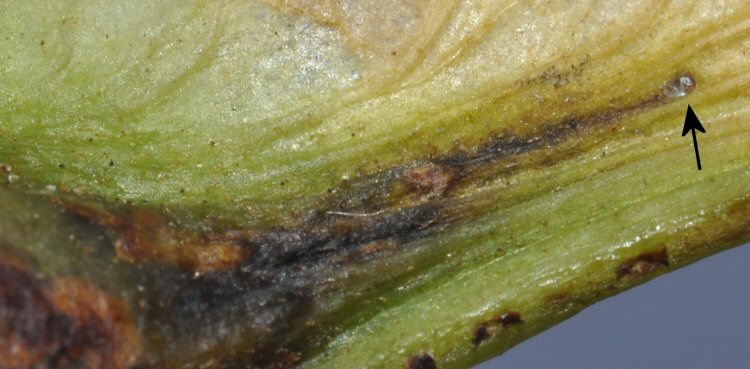 egg shown