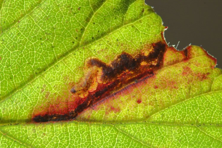 larva in mine