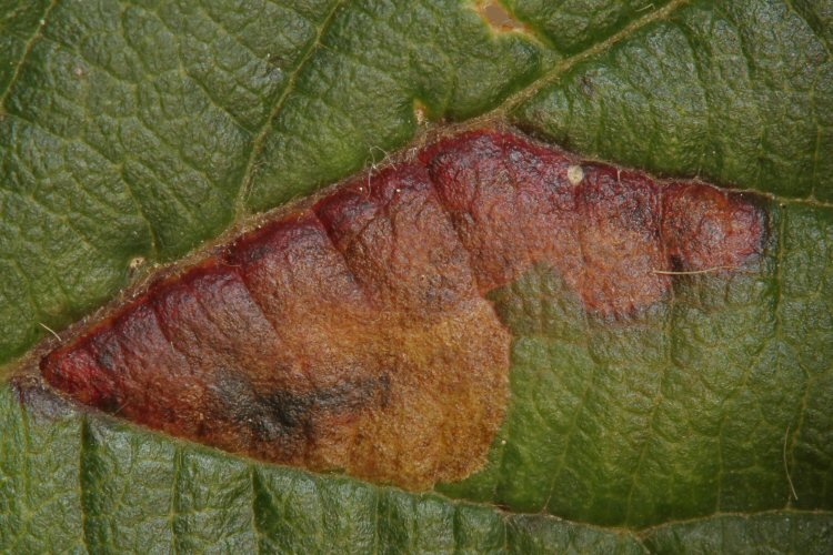 egg