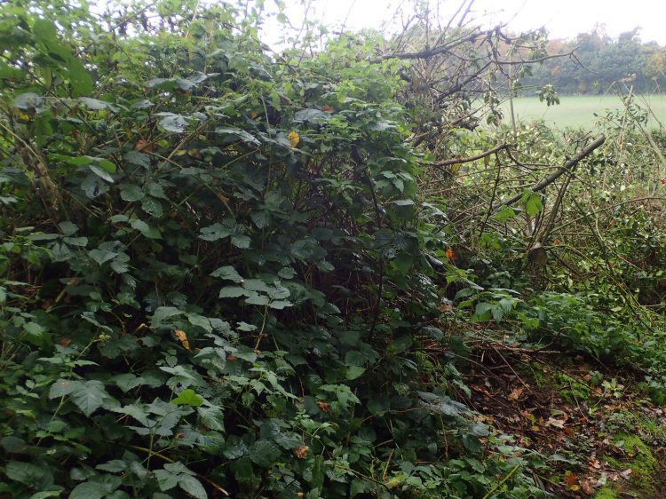 habitat
