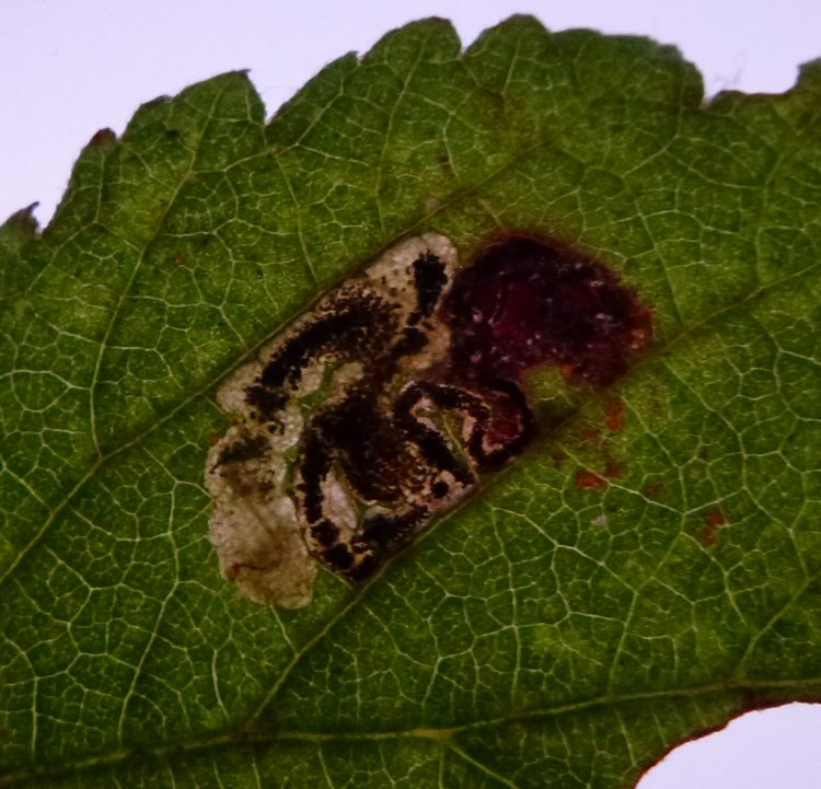 larva