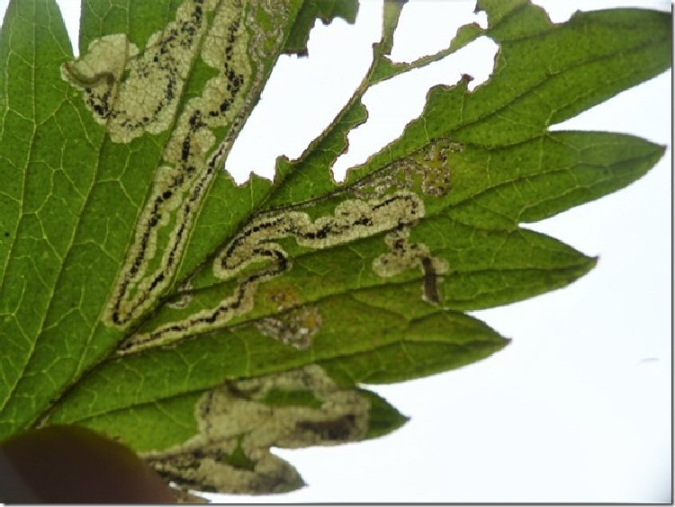 dark head to larva