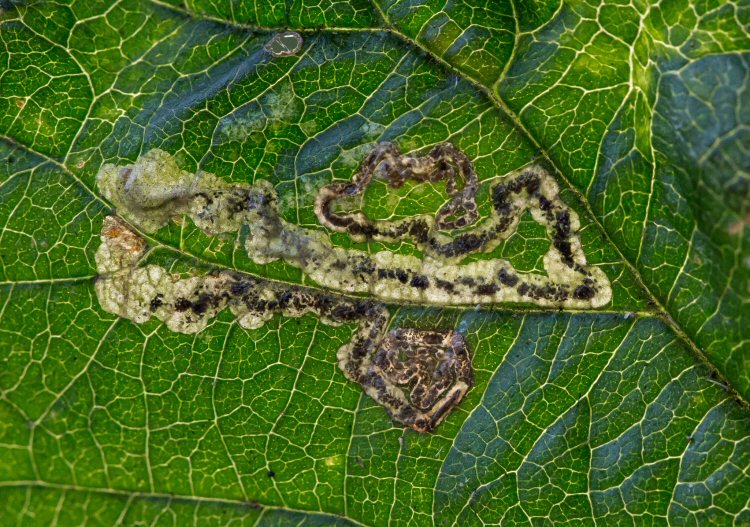 larva in mine
