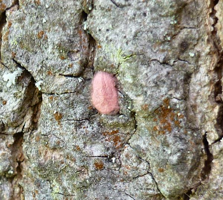 cocoon