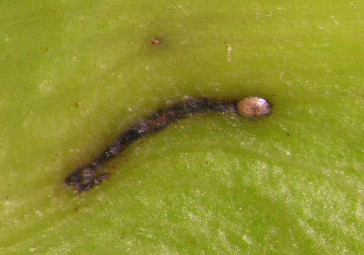 egg
