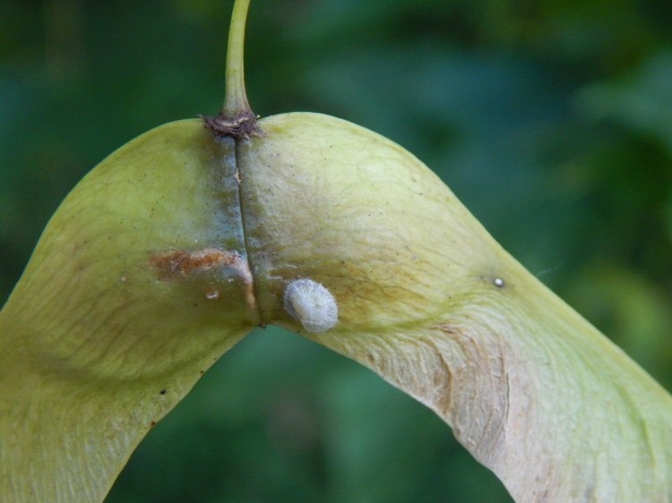 cocoon