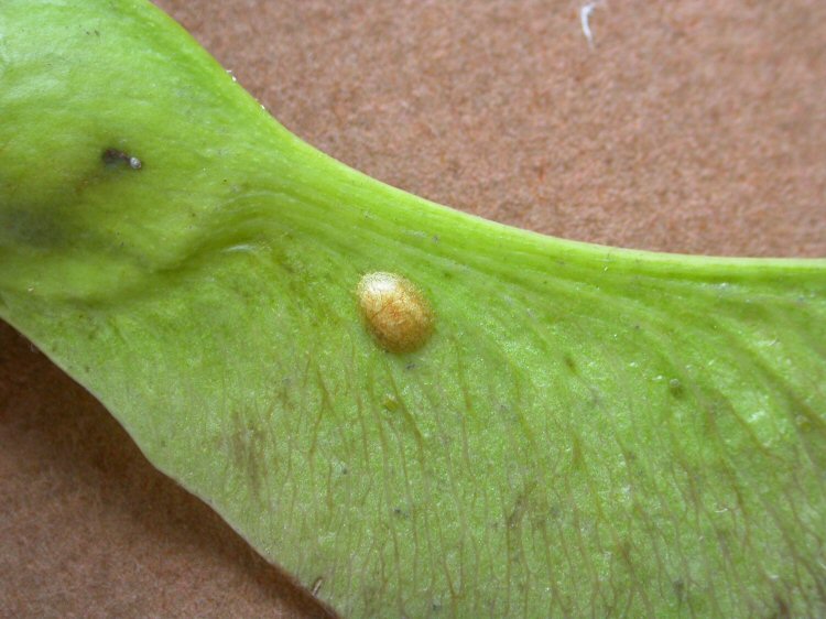 egg and cocoon