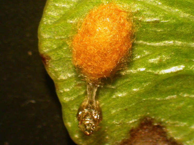 cocoon and exuvise