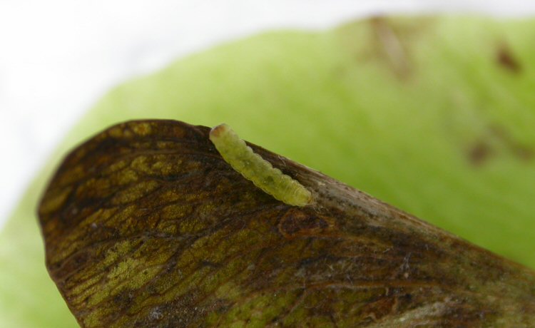larva
