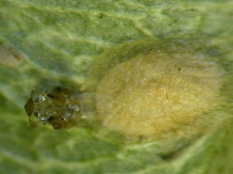 cocoon and exuviae