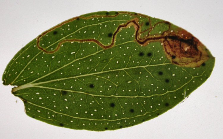 a long gallery leads to a blotch