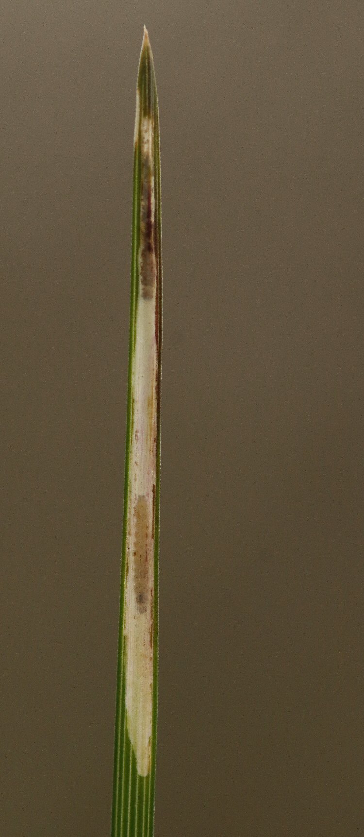 larva in mine