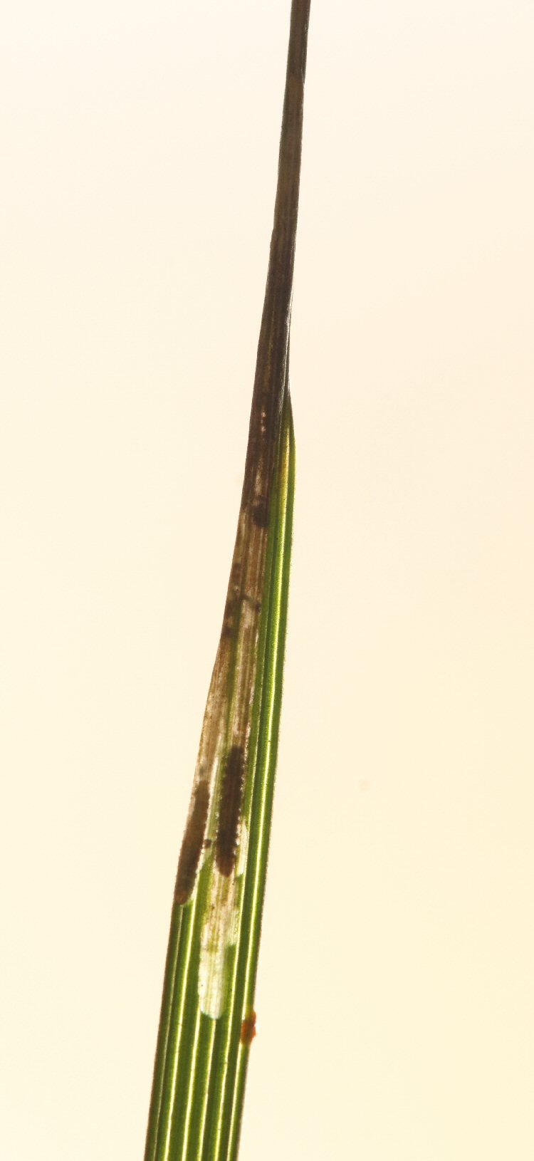 larvae in mine