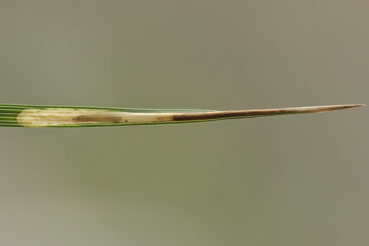 mine in tip of leaf