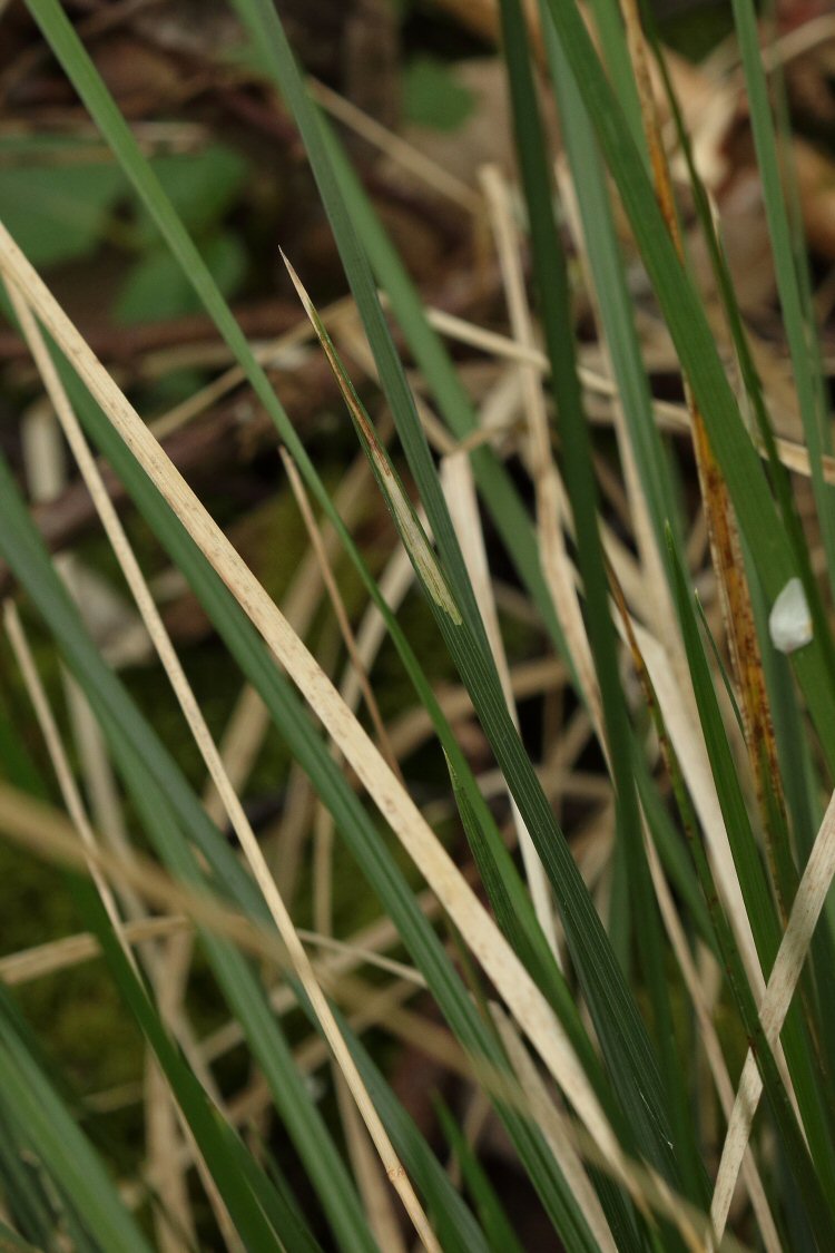 mine in leaf tip