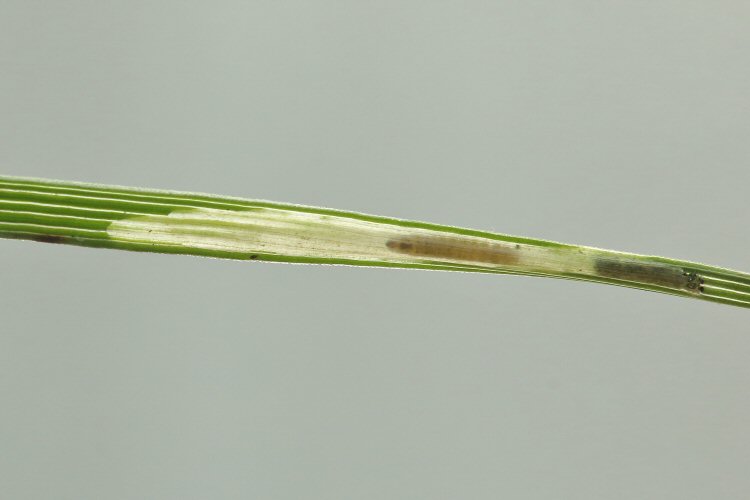 larva in mine