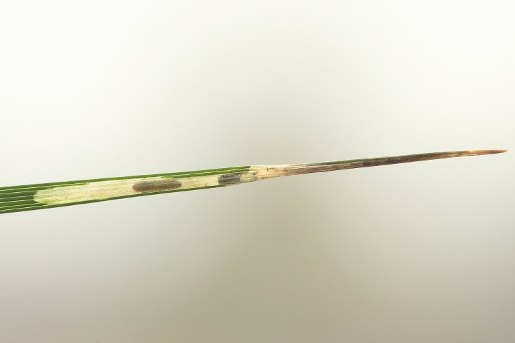 mine in leaf tip