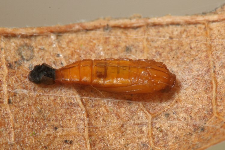 pupa dorsal view