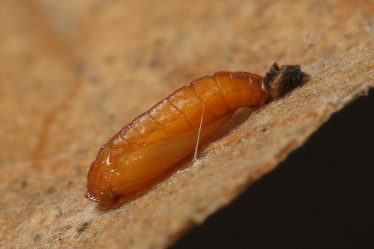 pupa lateral view