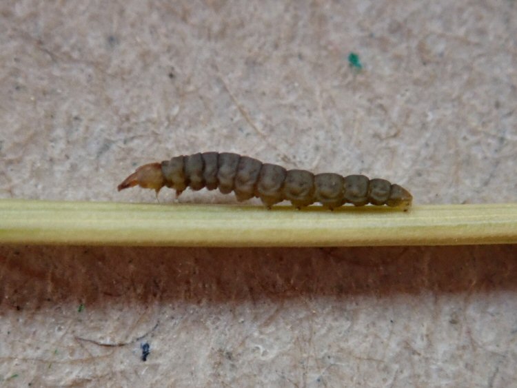 lateral view of larva