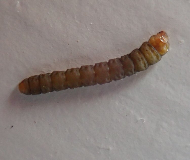 dorsal view of larva