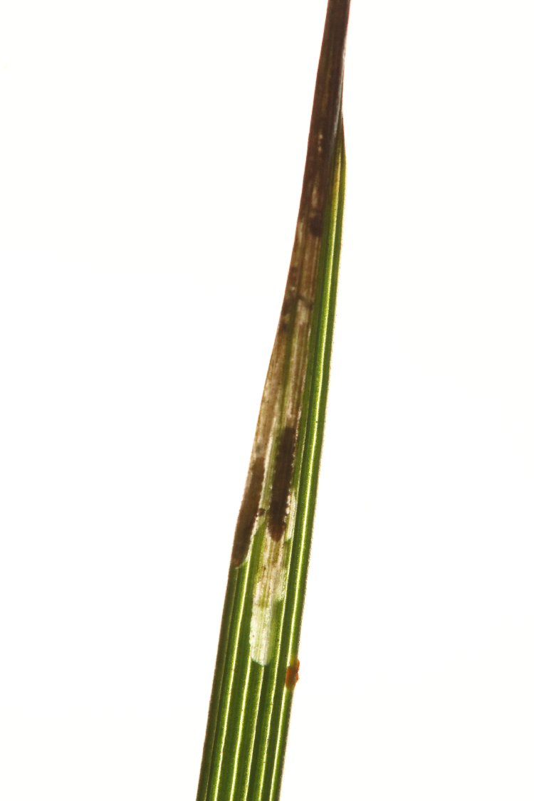 larva in mine