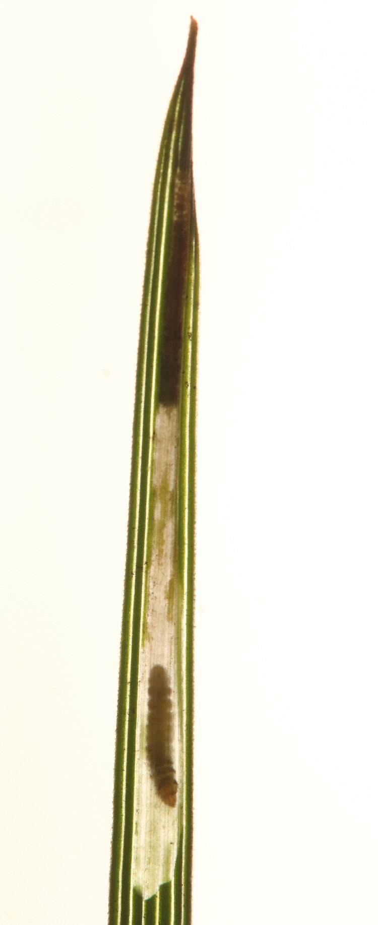 larva in mine