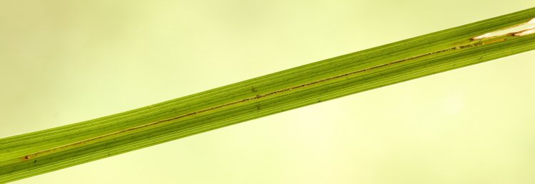 larva in mine