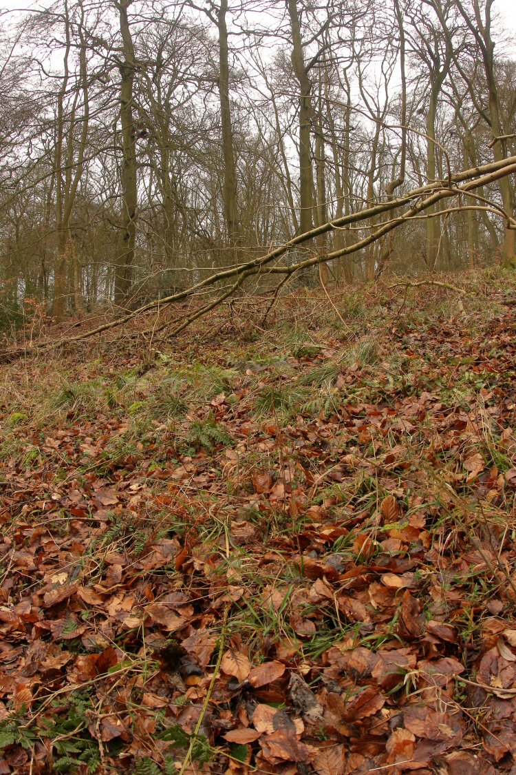 habitat