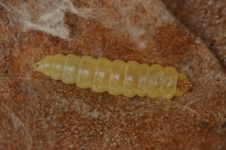 larva