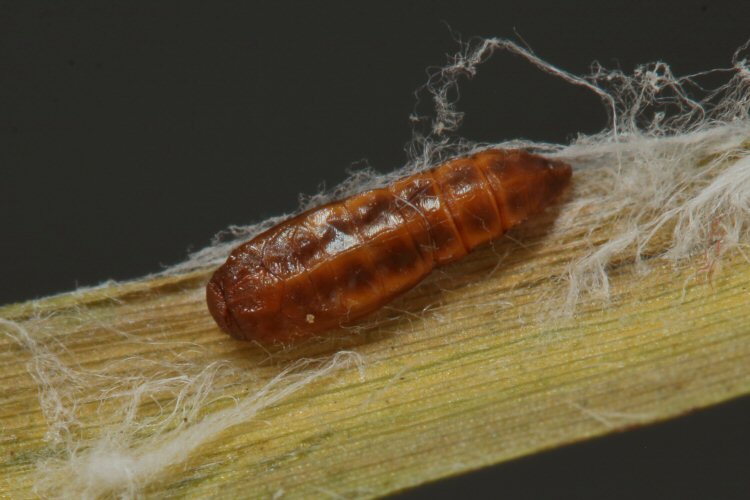 pupa