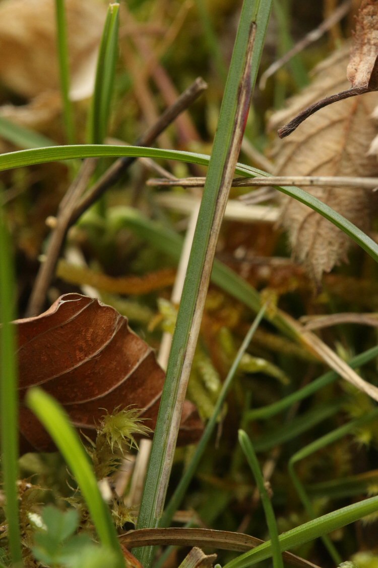 older mine parts turn brown