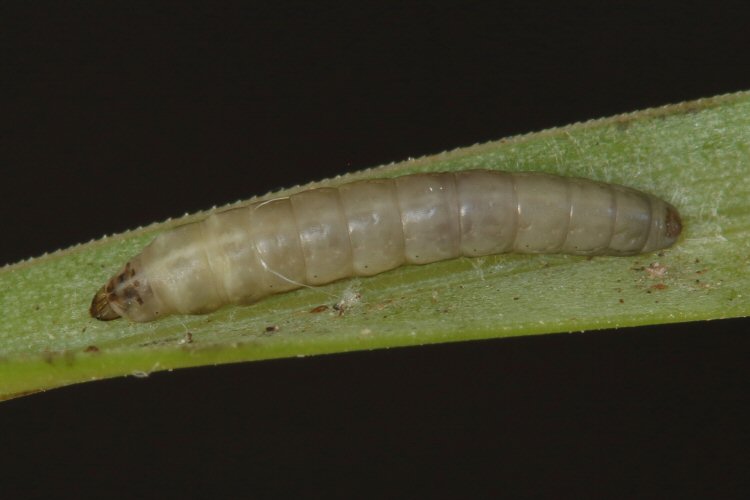 larva