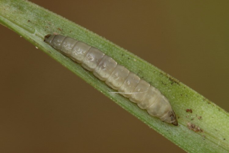 larva