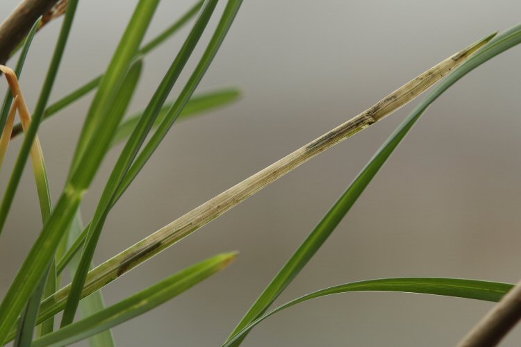 larva in mine