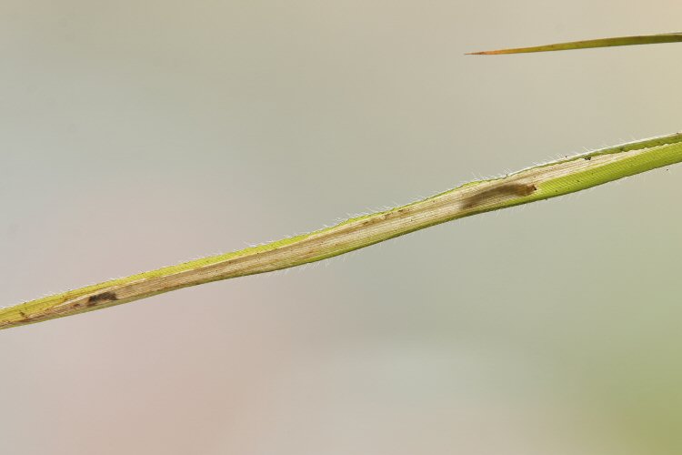 larva in mine