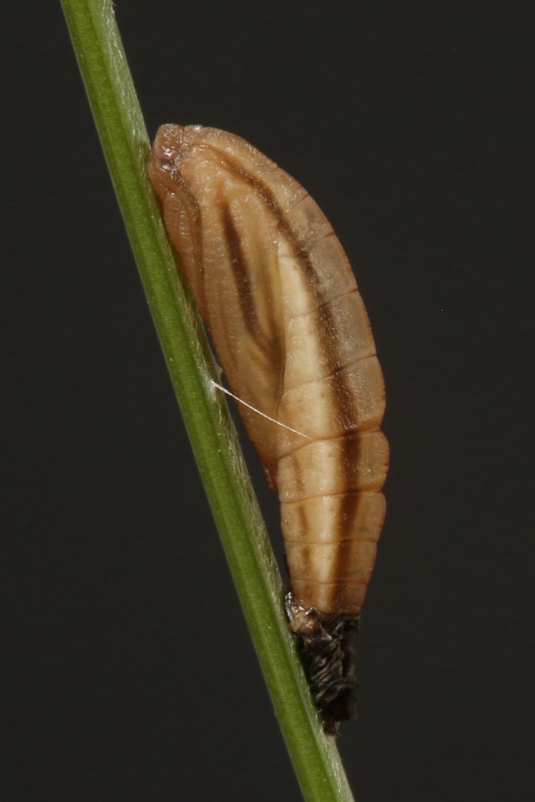 pupa