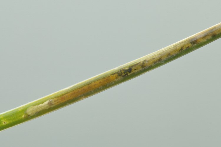 larva in mine