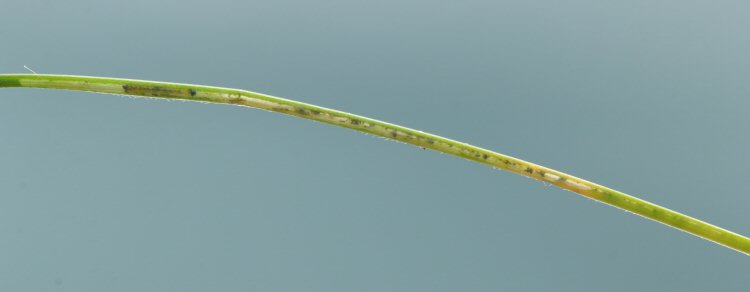 larva in mine