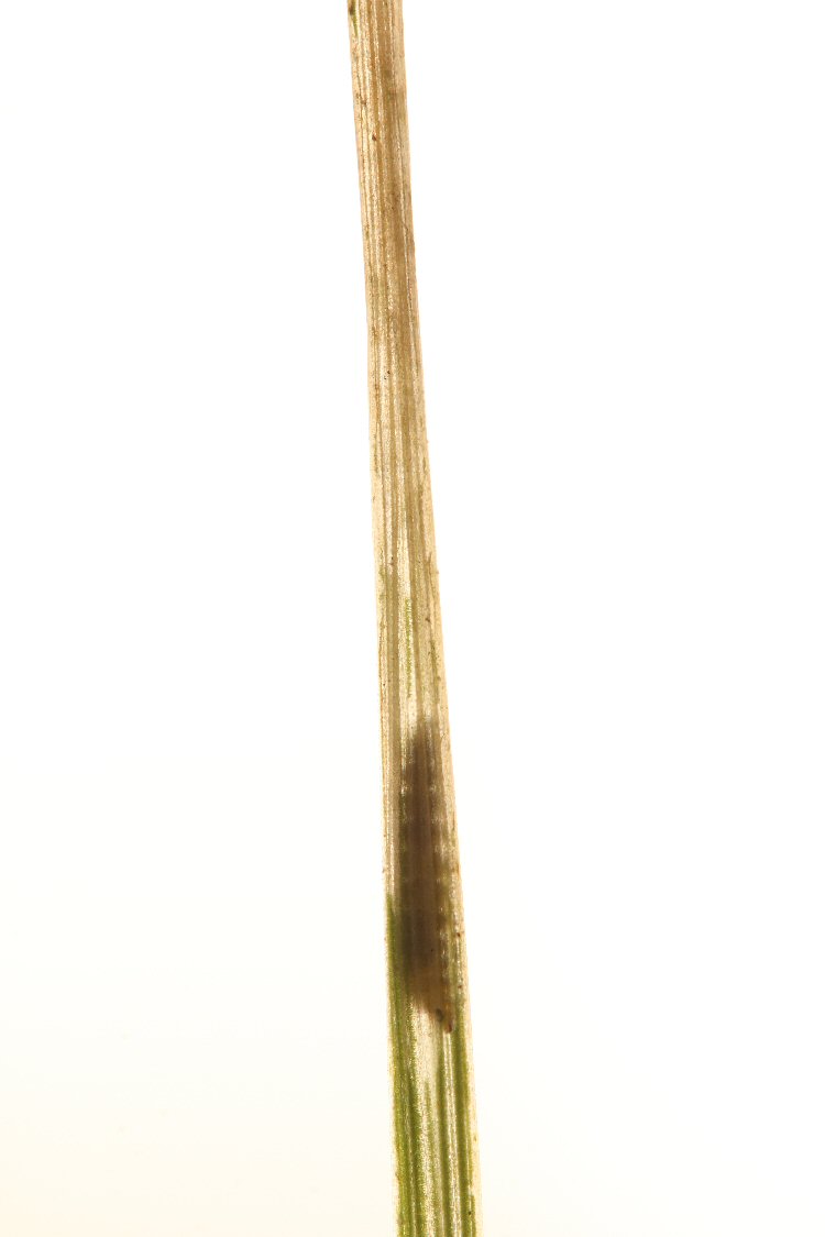 larva in mine