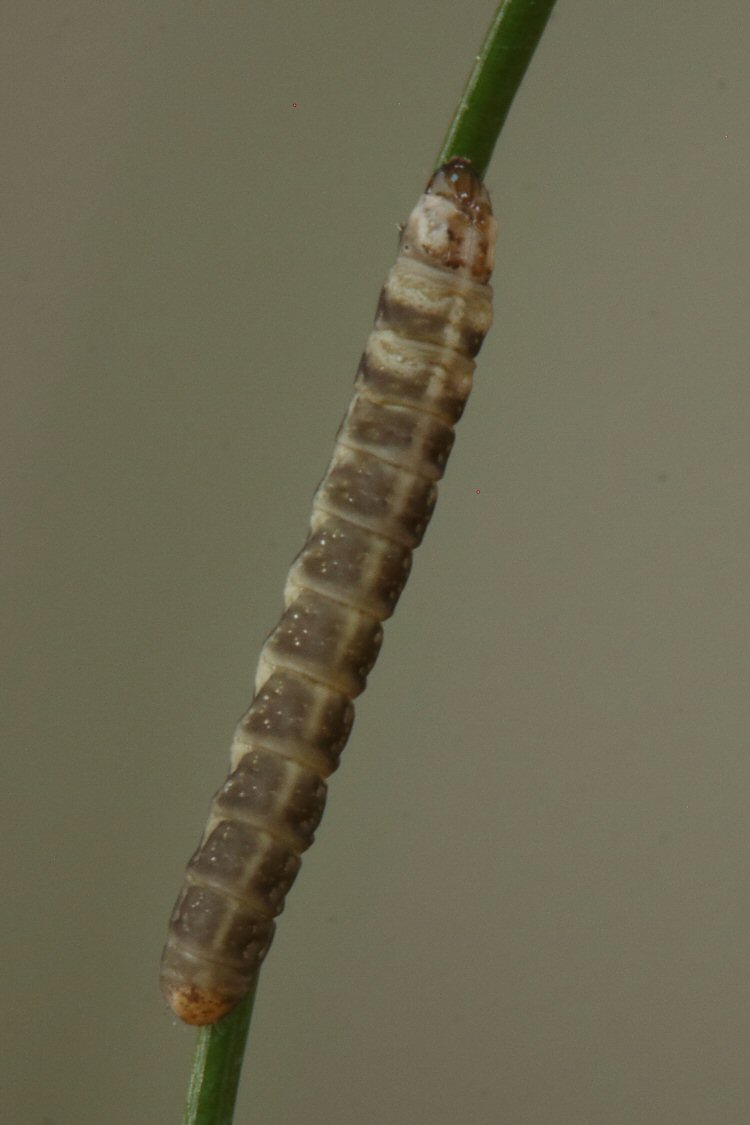 larva