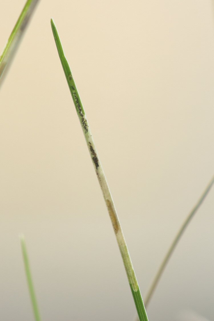 larva in mine