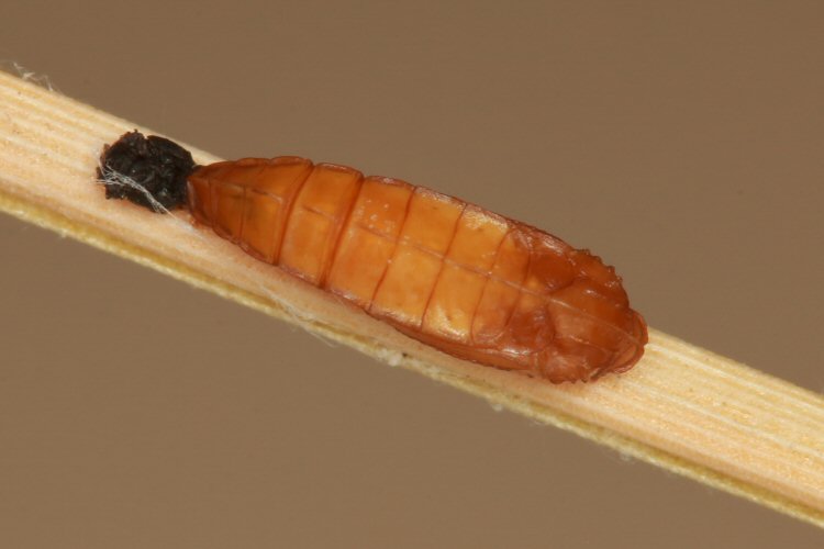 pupa dorsal view