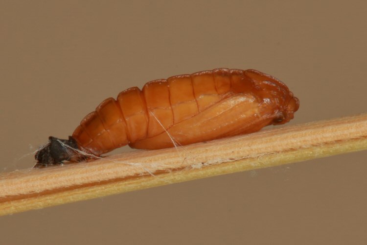 pupa ateral view