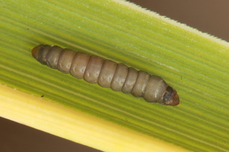larva