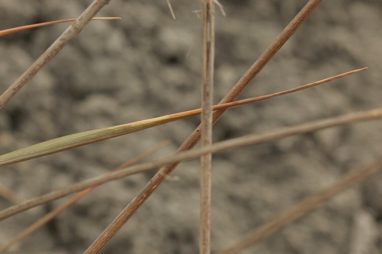 leaf tip mine